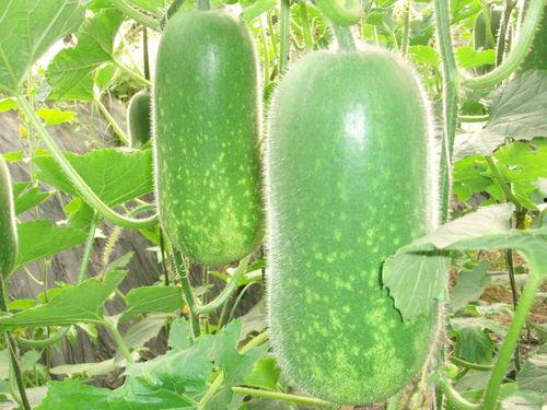 每日大赛 吃瓜入口